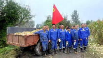 秋雨急农时 志愿暖民心——淮海实业集团相山水泥众城分厂职工助农抢收玉米