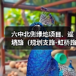 六中北侧绿地项目、遥墙路(规划支路-虹桥路)施工公开招标公告(图1) 六中北侧绿地项目、遥墙路(规划支路-虹桥路)施工公开招标公告(图1)