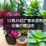 12月25日广东水泥市场价格行情动态(图4) 12月25日广东水泥市场价格行情动态(图4)
