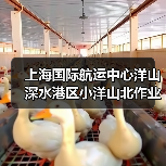 上海国际航运中心洋山深水港区小洋山北作业区集装箱码头及配套工程东区（北区）陆域形成及深层地基处理工程（图2）