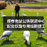 珲春南站公铁联运中心配套铁路专用线新建工程施工（图3）