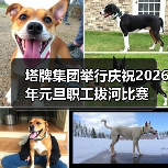 塔牌集团举行庆祝2026年元旦职工拔河比赛