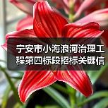 宁安市小海浪河治理工程第四标段招标关键信息解析